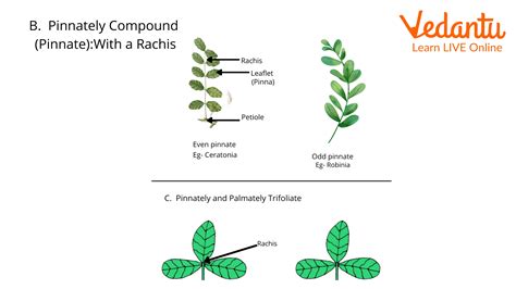 Types Of Compound Leaves Difference Between Palmate And Pinnate