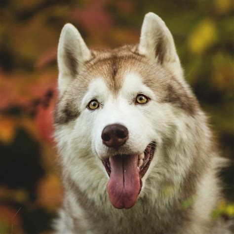 Siberian Husky Eye Colors Explained: Myth Or a Fact?