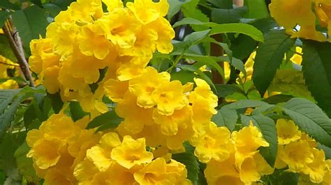Free photo: Yellow plant - Bloom, Dry, Flower - Free Download - Jooinn