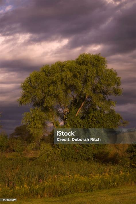 Image result for Dramatic Tree Images