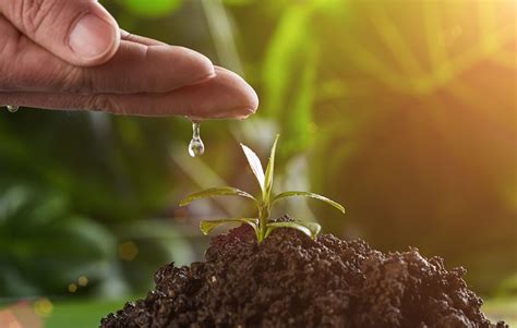 The Environmental Benefits Of Planting Native Trees In Wilmington And Surrounding Areas - Tree ...