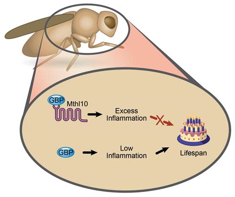 Proteins Involved in Fruit Fly [IMAGE] | EurekAlert! Science News Releases