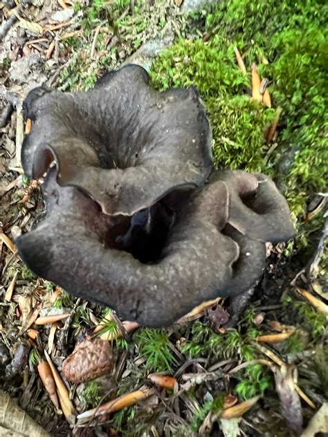 What Are Black Mushrooms