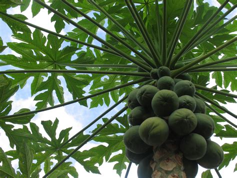 DOLE: Chinese Consumers Can Say No to GMO Papayas | Produce Report