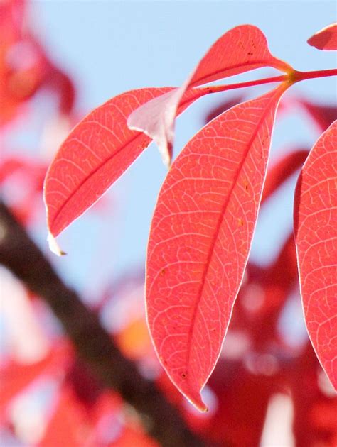 ハゼノキ(櫨の木)の寄せ植えの作り方：小さなミニ盆栽で秋の紅葉を楽しむ|メダカの大工