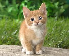 Image result for Cute Spring Cats