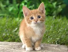 Image result for Cutest Kittens