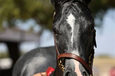 2025 Heritage Place Fall Mixed Sale (OFFICIAL), 2829 S MacArthur Blvd ...