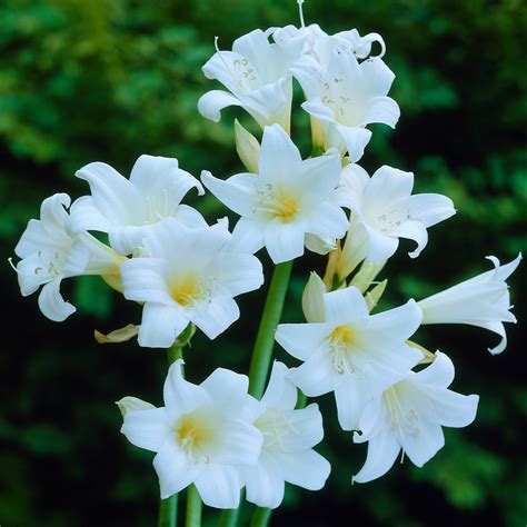 Buy premium-quality Amaryllis Belladonna Alba from Dutch Bulbs