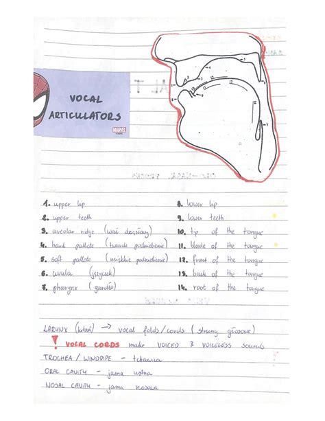 SOLUTION: Vocal articulators places manners of articulation ...