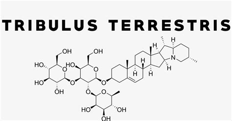 Image result for Tribulus
