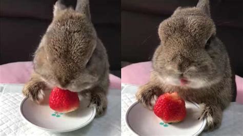 可爱兔兔吃水果，和你一起清凉一夏_OMG!-梨视频官网-Pear Video