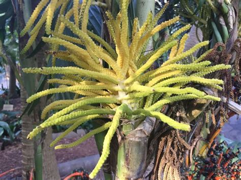 Chamaedorea alternans - Pacaya | Royal Botanic Garden Sydney