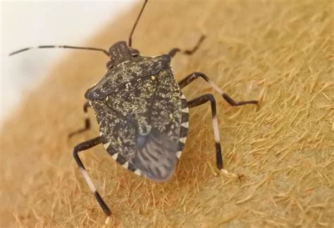 Contrasto alla cimice asiatica - UnserTirol24