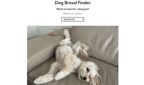 HelloWorld JavaScript Dog Name 的图像结果