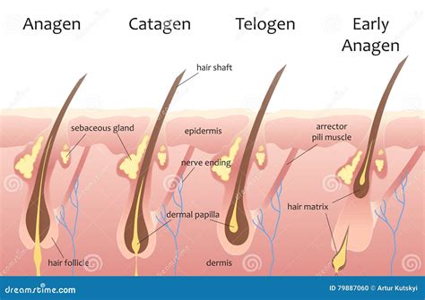 Human Head Hair Growth Cycle. Biological Catagen, Telogen Phases. Hair Infographics. Stock ... - phases of hair growth