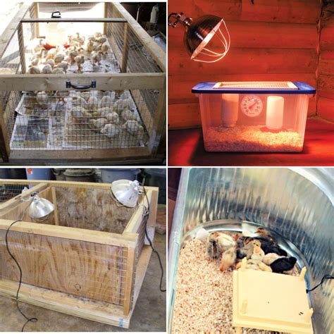 Chicken Brooder Ideas 的图像结果