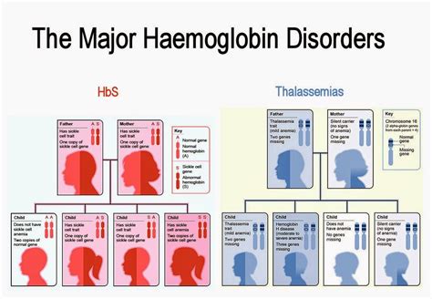 Image result for Haemoglobin Disorders