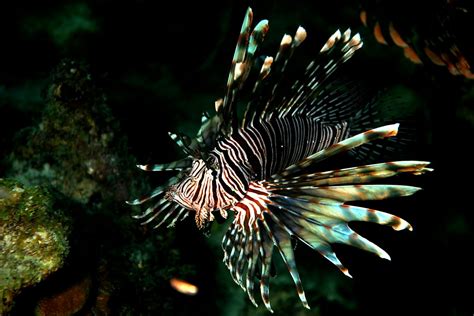 Image result for Fish Imafe for Python Code