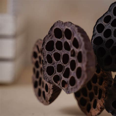 Lotus Seed Pod Online - Premium Decorative Dried Flowers | Nestasia