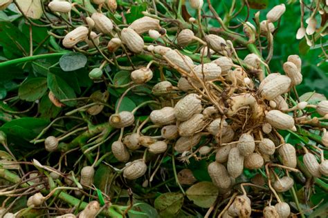 What Does a Peanut Plant Look Like? A Complete Visual Guide