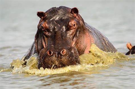 Image result for Hippo vs Python
