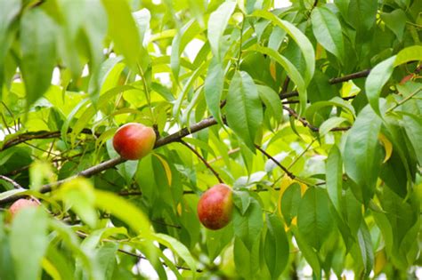 桃子如何种植？掌握这4个技巧，提高果实品质_桃树
