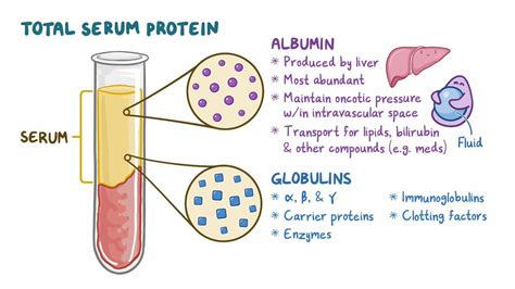 Complete metabolic panel (CMP) - Total protein: Nursing: Video & Causes ...