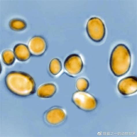 涨知识！原来鉴别真菌污染这么简单-爱必信（上海）生物科技有限公司
