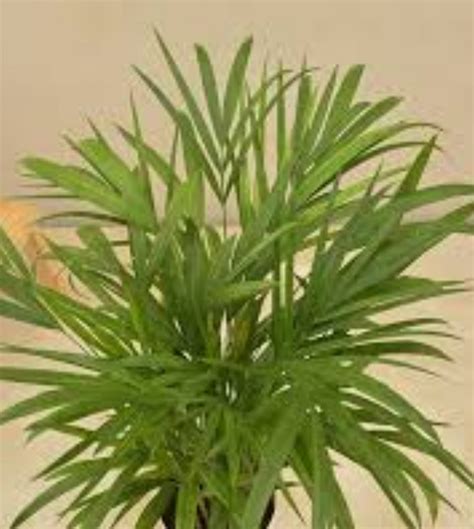 Areca Palm - Plant — Plan A Plant
