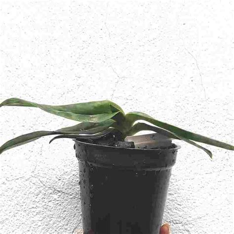 Paphiopedilium barbatum – EXOTICA ORCHIDS