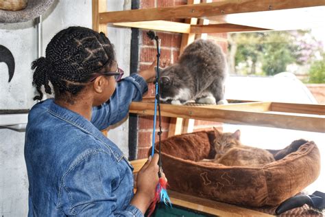 Our First Exciting Experience at Java Cats Cafe Atlanta