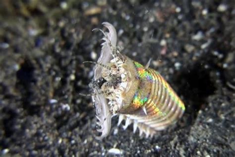 Earthworm Mouth Under Microscope