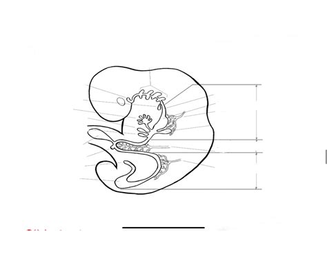 Image result for Development of Digestive System Questions