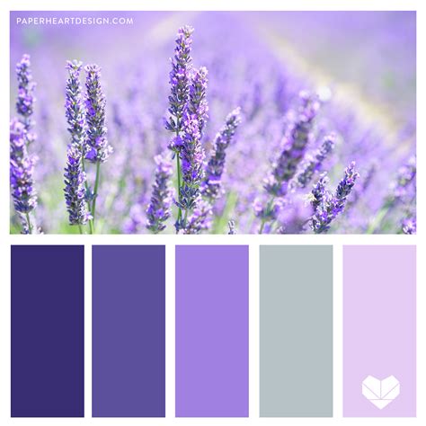 Lavender Color Palette