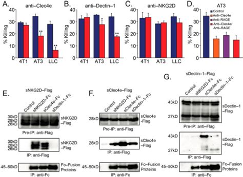 Recognition of Tumor Nidogen-1 by Neutrophil C-Type Lectin Receptors
