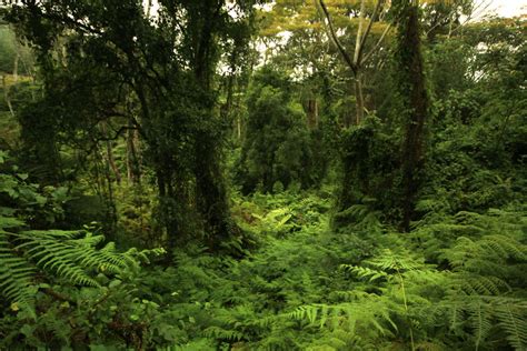 Image result for Forest O2 Vector
