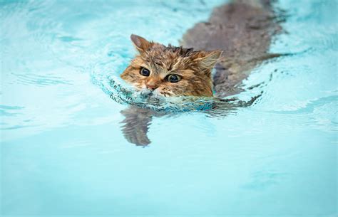 Can cats swim? Introducing your cat to water activities | ManyPets