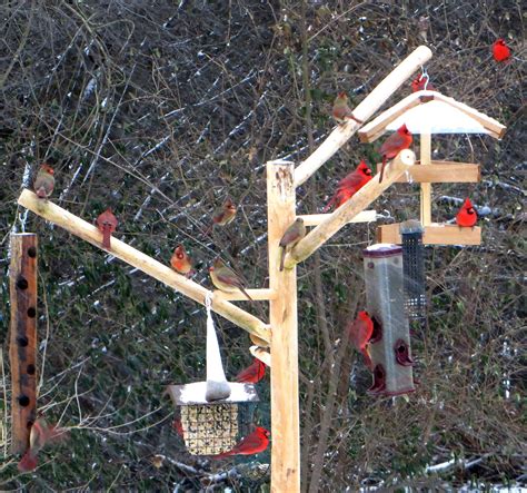 Diy Squirrel Proof Bird Feeder Plans