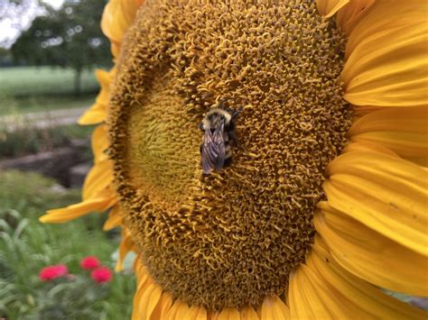 Image result for Quest Computer Bee