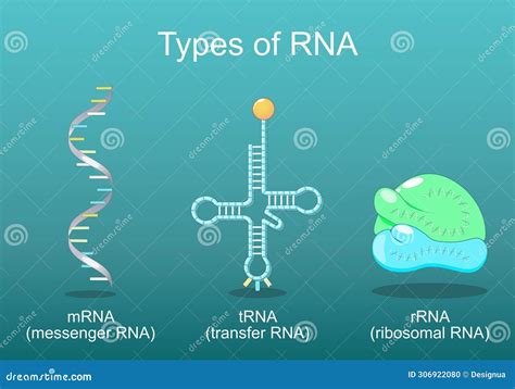 RNA Types 的图像结果