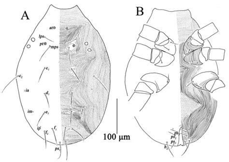 Insects | Special Issue : Mite Nature: Taxonomy, Behavior and Dispersion