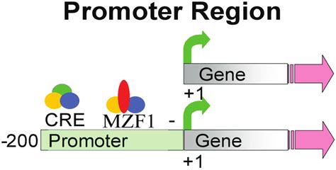 Promoter Region Models 的图像结果