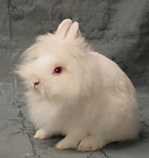 Lionhead Bunny Rabbits - All About these Cute and Unusual Bunnies ...