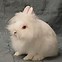 Image result for Dwarf Lionhead Lop Bunny