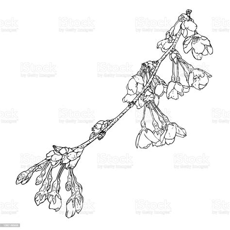 Japan National Flower Drawing Japanese National Flower Romantic Cherry