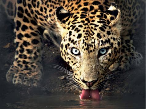 'Lessons I learned from my friend, the leopard' | India News - Times of ...