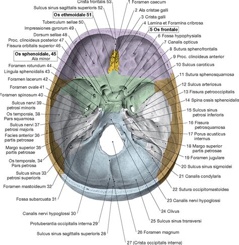 Schädel Learncard 134928672