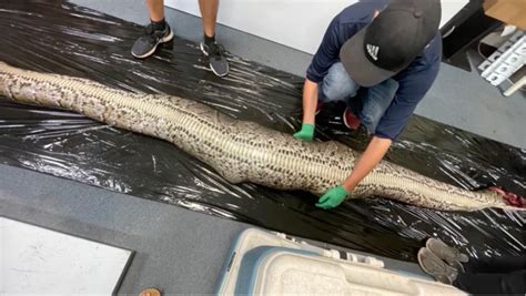 Image result for Great Python Aligator