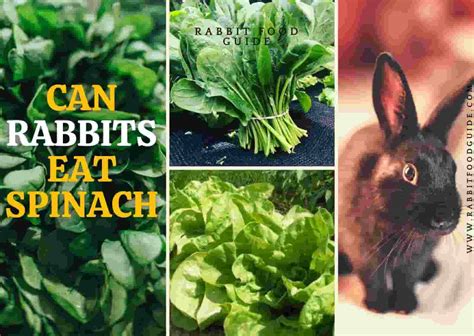 Can Rabbits Eat Carrots? Everything Rabbit Owners Need to Know for a ...